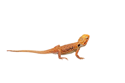 What do Bearded Dragons eat ?